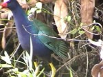 Purple Gallinule